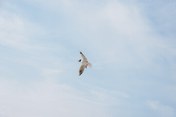 A beautiful, large white sea gull flies against the blue sky, soaring above the clouds, spreading its wings on a sunny spring day with food in its beak