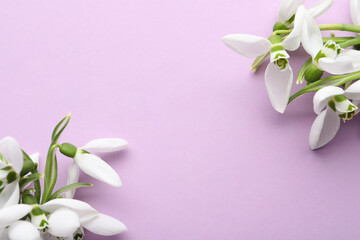 Fototapeta premium Beautiful snowdrops on lilac background, flat lay. Space for text