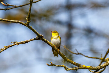 Wood Warbler sitting in a tree in the woodland at spring