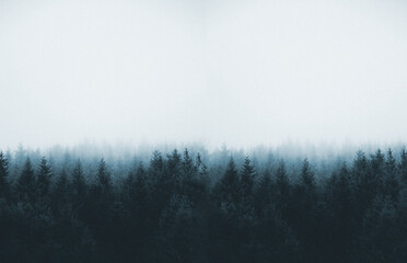Obraz na płótnie Canvas foggy forest