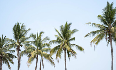 Fototapeta na wymiar Coconut trees grow in the fields