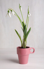 Beautiful snowdrops planted in pink cup on white wooden table