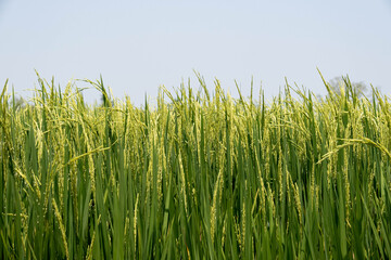 The ears of rice were upright with the wind in the summer.