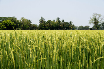 The ear of rice spilled by the wind in the summer