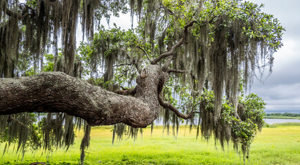 Live Oak tree branch with Spanish Moss with yellow green spring field in background at Myakka River...