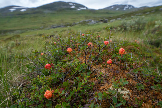 Cloudberries in mountain landscape
