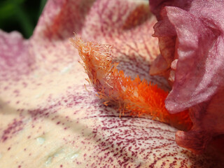 Red Iris in a garden