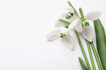 Beautiful snowdrops on white background, closeup view