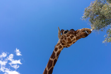 A close up of a giraffe in front of some green trees and blue sky. With space for text.