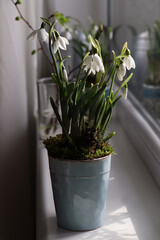 Blooming snowdrops on window sill indoors. First spring flowers