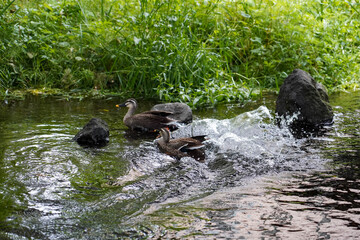 Fototapeta premium Two duck swimming on the clear wave river ,big rock around water ,one duck sway wing make water wave so funny.Happy ducks in garden morning time, Japan.