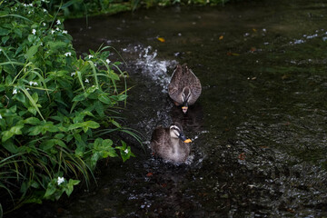 Two duck swimming on the clear river ,ducks sway wing make water wave so funny.Happy ducks in garden morning time, Japan.