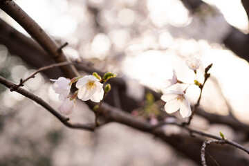 桜