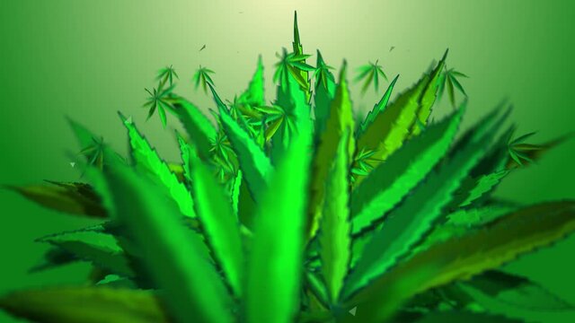 Background Reveals Cannabis Leaf - Classic - Cannabis leaves jump out of the void into a beautiful composition of cannabis leaves.
Use this as vj-loop is or as a background for your logo, text, photo.