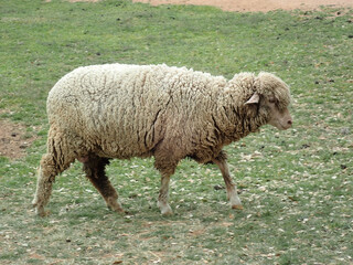 Sheep outdoors on a farm
