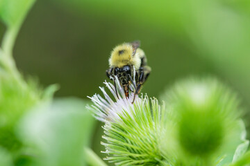 Bumblebee on Burdock Flowers in Summer
