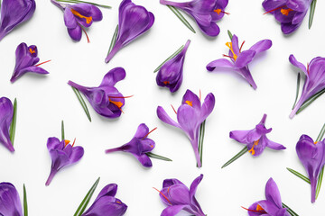 Beautiful Saffron crocus flowers on white background, flat lay