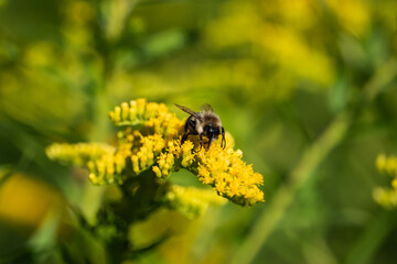 Bumblebee on Goldenrod Flowers in Summer