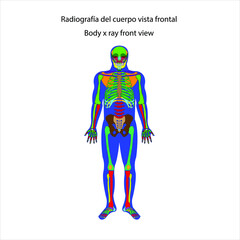 Obraz na płótnie Canvas Esqueleto humano radiografía del cuerpo vista frontal vector