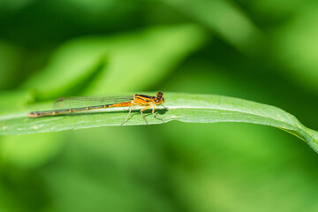 Eastern Forktail Damselfly on Leaf