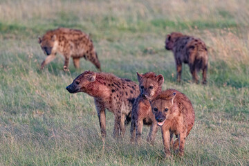pack of hyenas hunting