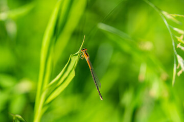 Eastern Forktail Damselfly on Leaf