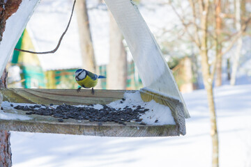 A bird feeder hangs on a tree in the village yard
