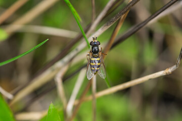 Hover Fly on Leaf in Springtime