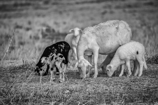 Ovejas y corderos blanco y negro