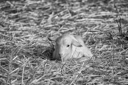 Ovejas y corderos blanco y negro