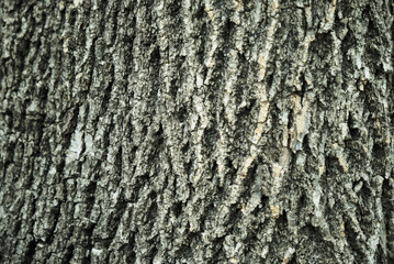 The texture of a tree bark in the soft sunlight