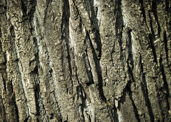 The texture of a tree bark in the soft sunlight