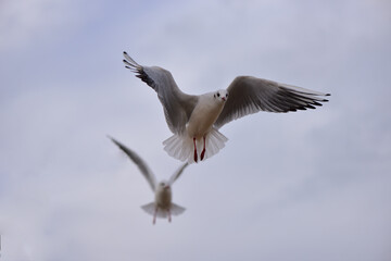 One seagull runs away, and the second seeks to catch up with the fugitive