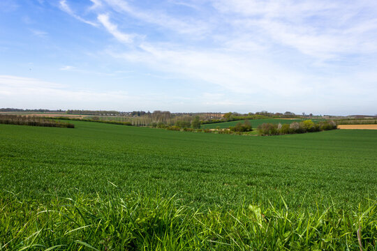 Scenic haspengouw landscape in springtime with fair weather (Borgloon, Belgium)