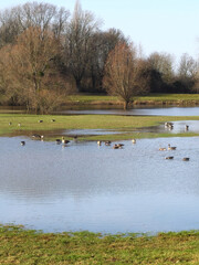 Hannover - Mittlere Leinemasch, teilweise überflutete Weidefläche, Graugänse (Anser anser), Niedersachsen, Deutschland, Europa