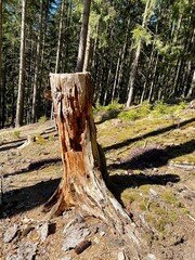 stump in the forest