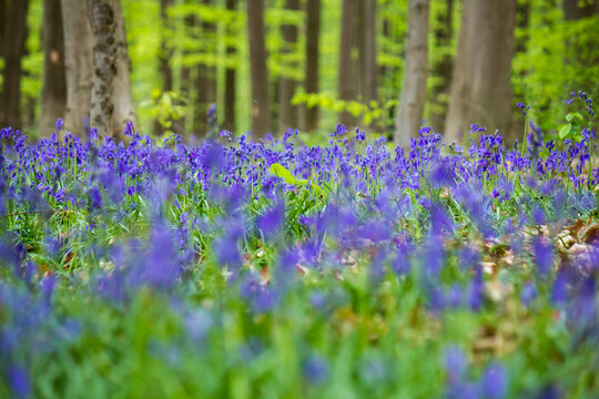 Beautiful bluebell flowers  (Hyacinthoides non-scripta) at low angle in the Hallerbos near Brussels (Belgium) during springtime
