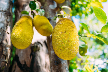 Close up View Of Jackfruit Hanging On Tree
