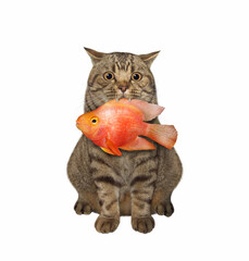 A beige cat is sitting with a gold fish in its mouth. White background. Isolated.