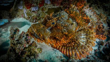 Scorpenopsys in search of prey