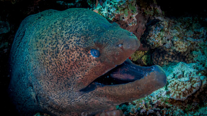 Moray hunts in corals