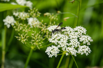 Grass Carrying Wasp on Ground Elder Flowers