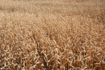 Ripe wheat ears, full frame. Harvest cereals, background. Backdrop of ripening ears of yellow cereal field ready for harvest growing in a farm field. Copy space for advertising text message.