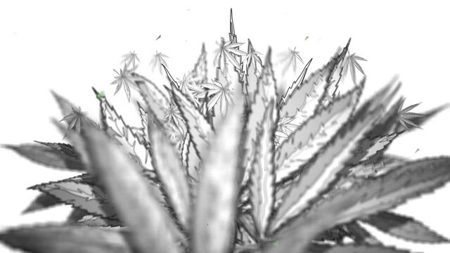 Background Reveals Cannabis Leaf - White - Cannabis leaves jump out of the void into a beautiful composition of cannabis leaves. Use this as vj-loop is or as a background for your logo, text, photo...