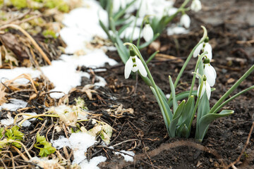 Beautiful blooming snowdrops growing outdoors, space for text. Spring flowers