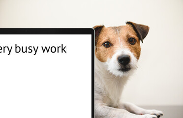 Your pet needs attention concept with sad dog peeking out behind computer display. Inscription "Very busy work" as title of document