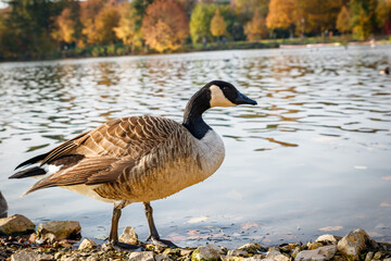This is a picture of a lake and a duck taken at a park