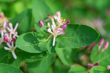 Honeysuckle Flowers in Bloom in Springtime