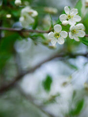 Blooming cherry. Spring flowering. Spring Festival