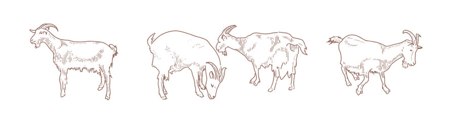 goats vector set